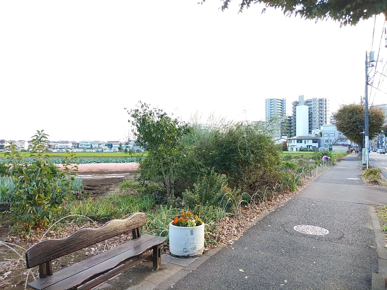 清瀬市上清戸一丁目 ケヤキ通り沿いの住宅・農地・歩行空間